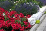 Rosen und Lavendel im Beet